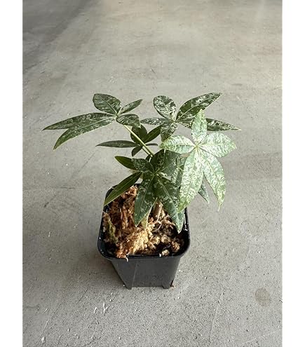 Amazon｜鉢花 観葉植物：フィリカ プベッセンス ワフトフェザー*7号
